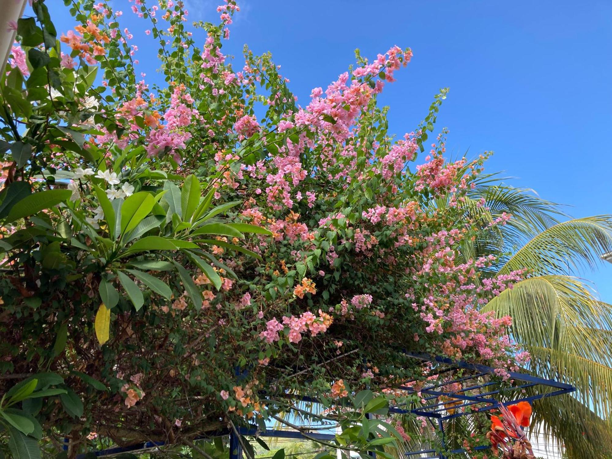 La Villa Therese Anse Royale Εξωτερικό φωτογραφία